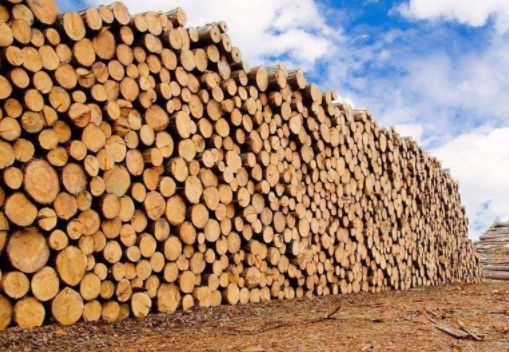 中俄班列木材供大于求，木材销售亏损